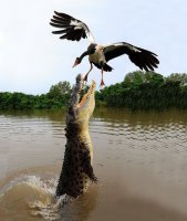 невероятная дружба животных - крокодил помогает птице взлететь с воды