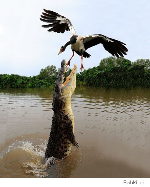 невероятная дружба животных - крокодил помогает птице взлететь с воды