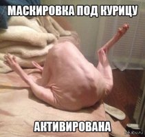 20 кошек-ниндзя освоивших искусство игры в прятки 