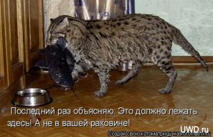 Как в Китае рыбу спасали