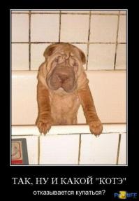 Демотиваторы 