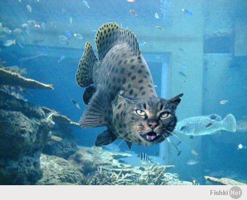 Кот морской Ихтикатяндр