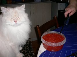Всем котам по ведру икры!