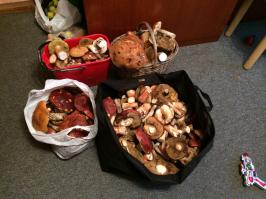 Сейчас любой житель Приозерского района Лен. Области может гору таких фоток выложить. Грибов хоть косой коси. Вот вчера мы собрали. В лесу только белые, красные и подберезовики, даже лисичек нет.