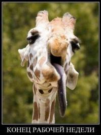 Фишкина солянка за 24.11.2014 