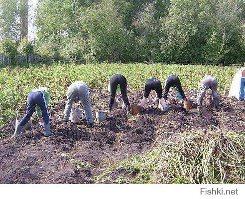 (крадено в инете, но "близкая" сентябрьская тематика)

В мире есть только одна сила способная поставить Россию раком это: