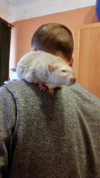 Котики говорите...
Вот вам друг. 900 грамм. Мягкий добряк))))