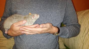 Котики говорите...
Вот вам друг. 900 грамм. Мягкий добряк))))