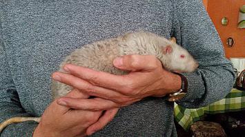 Котики говорите...
Вот вам друг. 900 грамм. Мягкий добряк))))