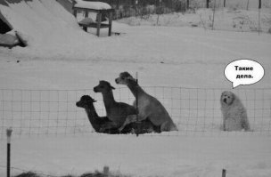 Застукали в расплох