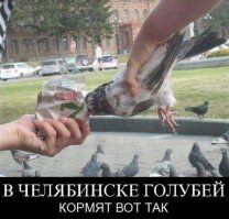 Про семечки