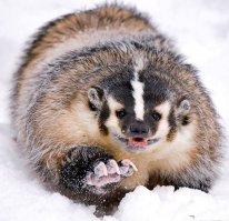 Чет не могу опознать - росомаха, не?