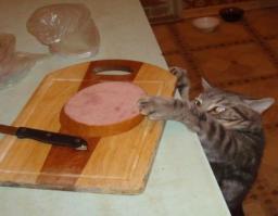 Коты-воришки