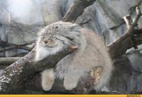  Манул из Новосибирского зоопарка