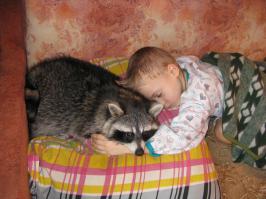 Господи, если ты есть, храни енотов