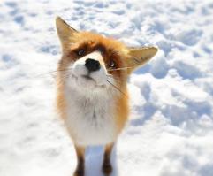 Fox-релакс
