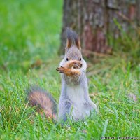 Кунг-фу белки.)))