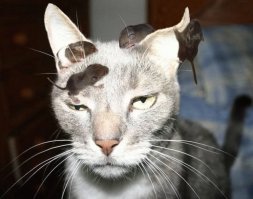 Кошачьи неудачи