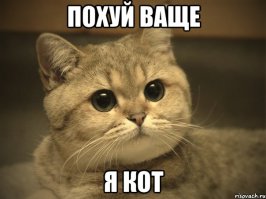 Типичный кот