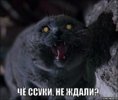 Кот-зомби вернулся домой через 5 дней после собственных похорон  