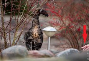 Кот в опасности!!! За ним крадётся чья то рука с ногтями длинными(((