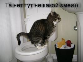 Гость пробрался через унитаз