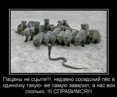 Питбуль ценой своей жизни спас двух женщин от ядовитой кобры  