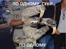 Бесстрашные коты