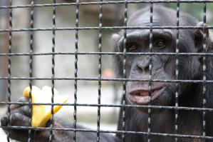 Хочешь банан?

-