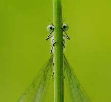 Существа, имитирующие, окружающую среду