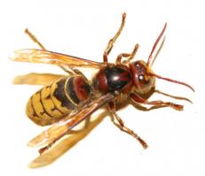 а по моему это шершень