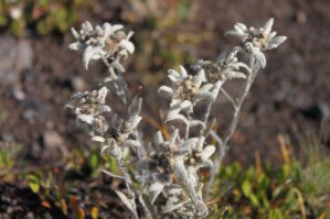 Камчатка, которую я люблю