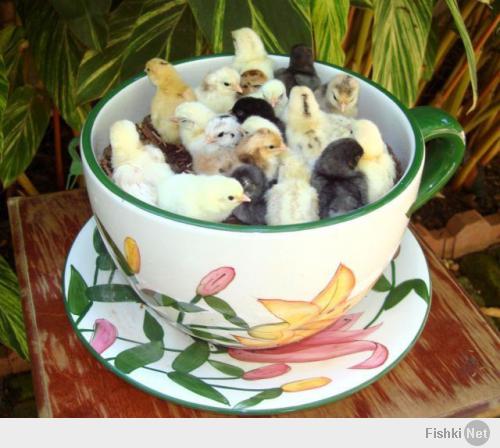 Фишкина солянка за 29.05.2014