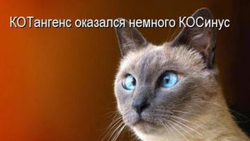 Кот покачал головой во время съемки