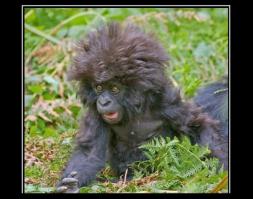 Обама надел майку с Путиным