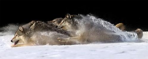 Животные в фотографиях