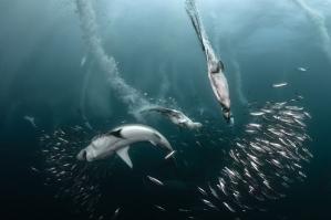 Как олуши ловят рыбу у берегов Шетландских островов