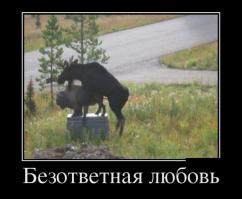 Животные: дружба, любовь, секс