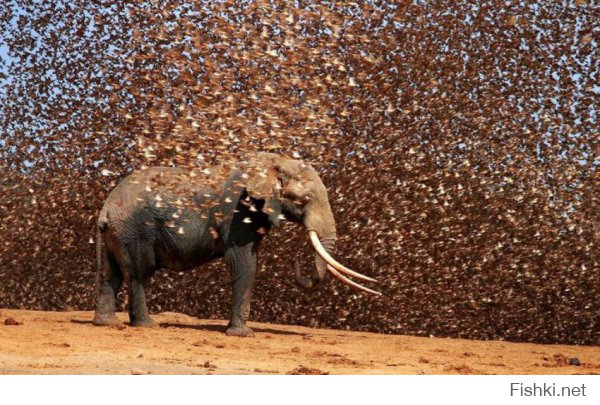30 завораживающих фотографий миграции животных и насекомых