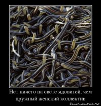 Как выжить нормальной женщине в женском коллективе:крик души!