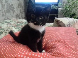 23 фотографии котиков, которые растопят ваше сердце  