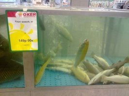 Прикольные картинки с надписями