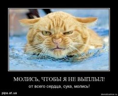 35 котов, которые не боятся воды
