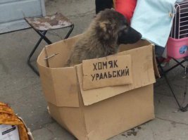 Шедевральные объявления