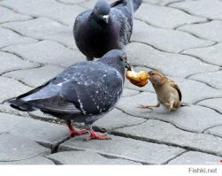 33 животных, попавших в ловушку 