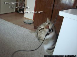 Коты, которые всего лишь хотели помочь (20 фото)