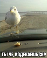 17 уморительных животных, которые обожают лизать окна