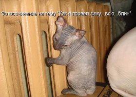 Животные, которые любят тепло больше всего на свете