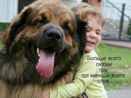 20 собак, которые очень ждут рождения малышей