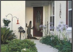 88 животных, требующих, чтобы их пустили домой прямо сейчас 